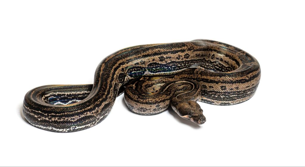 boa constrictor