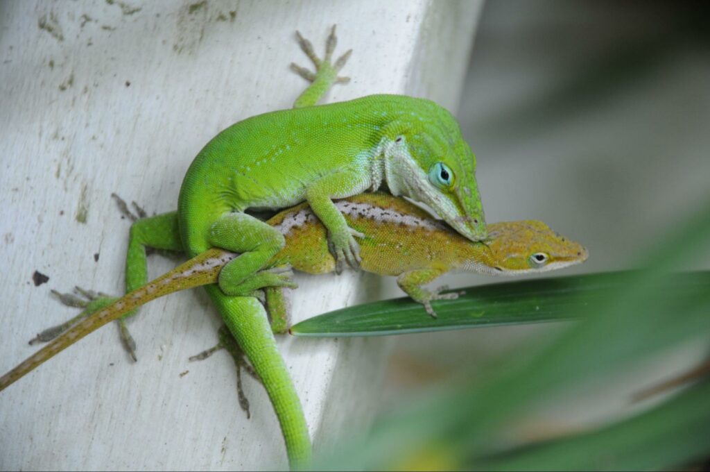 Sexage lézards