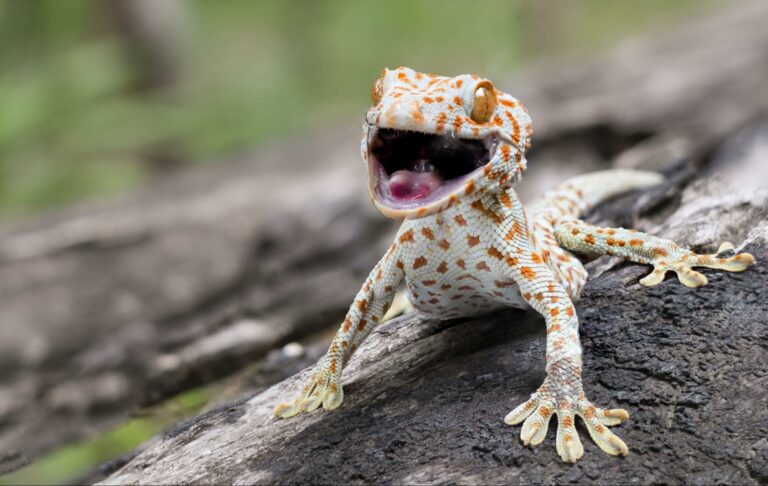 Gecko tokay