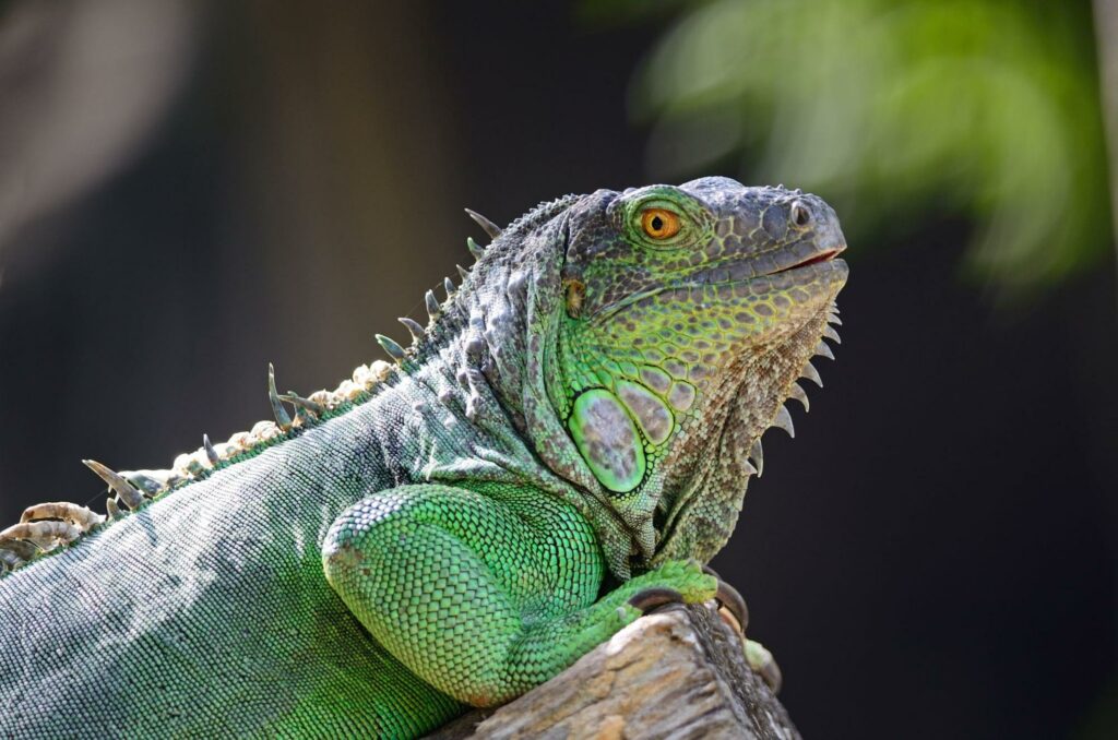 Iguane vert