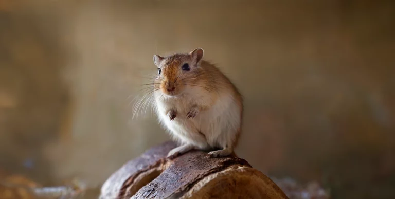 Alimentation de la gerbille