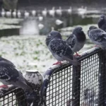 élevage hivernal des pigeons