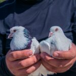 élevage hivernal des pigeons